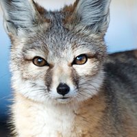 Kit Fox Naken